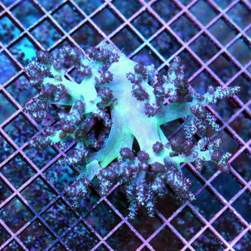 5.5x.5.5 RHODACTIS MUSHROOM CORAL - SUEPR NEON GREEN FULLY COVERED RHODACTIS MUSHROOM CORAL