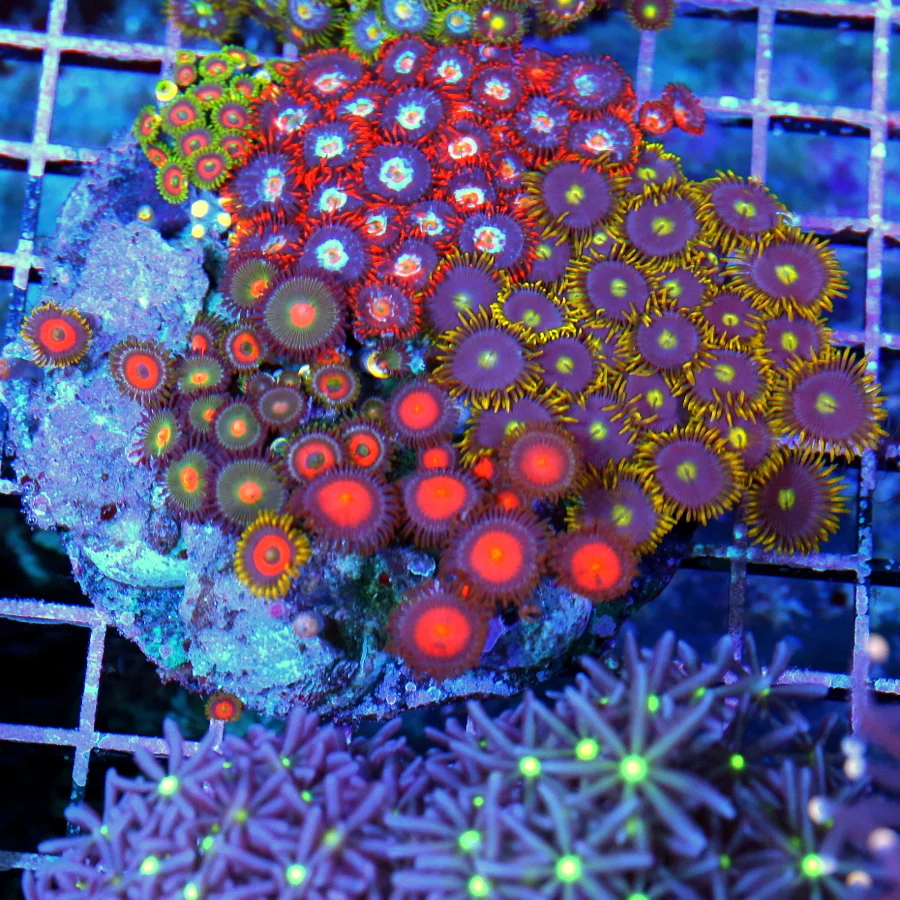 5x5 ZOANTHID CORAL - HANDPICKED BY SCOTT HAPPY FAMILY COMBO ZOANTHID COLONY