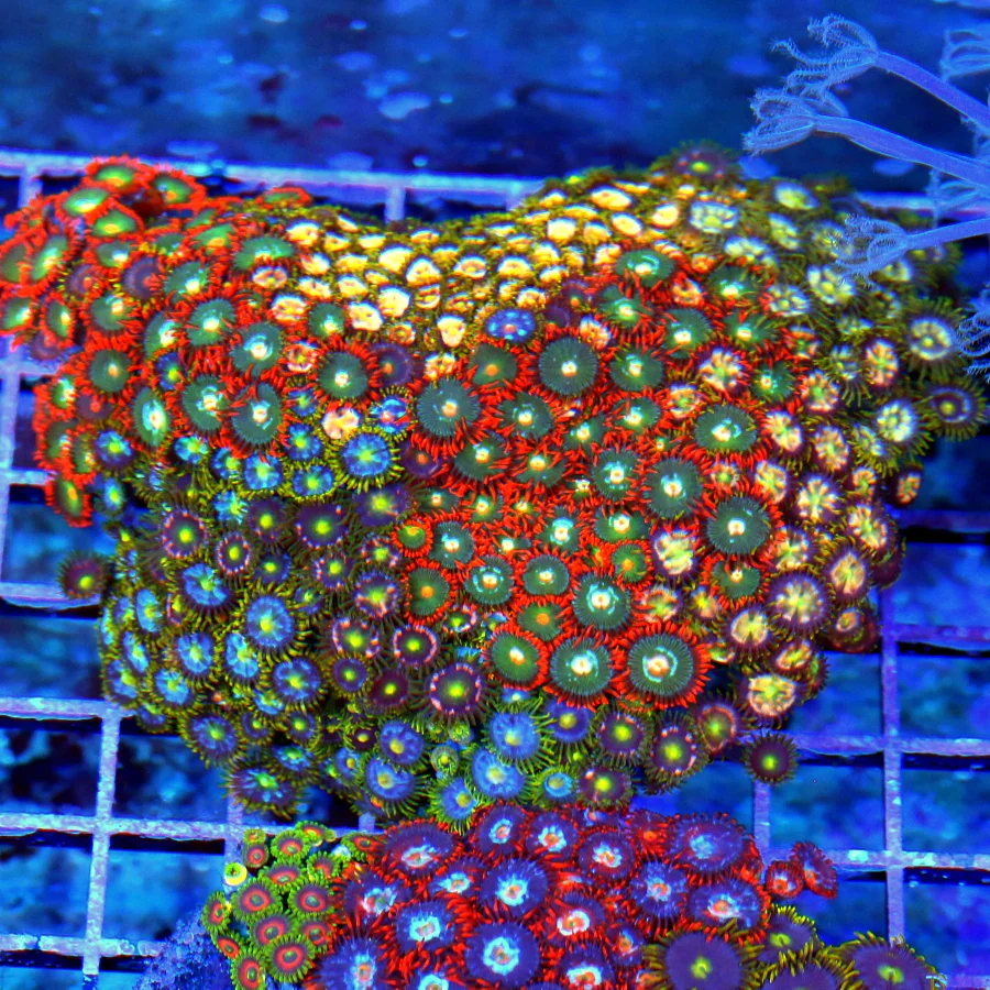 6x5 ZOANTHID CORAL - ULTRA GRADE ULTRA COLORED COMBO ZOANTHID CORAL COLONY ROCK