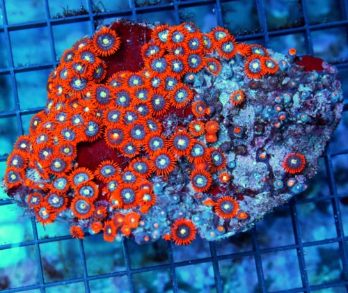 5x4 ZOANTHID CORAL - ULTRA GRADE ULTRA COLORED FIRE AND ICE ZOANTHID CORAL COLONY