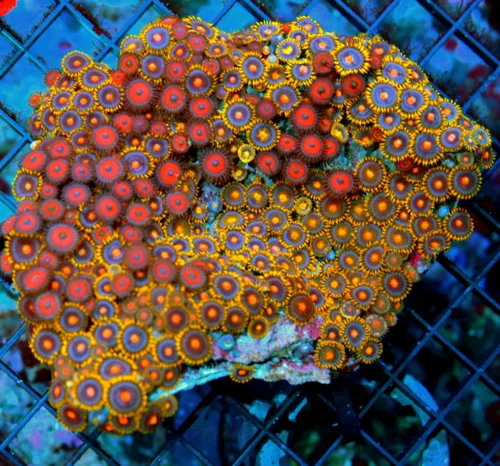 4.5x4 COMBO ZOANTHID CORAL - ULTRA GRADE ULTRA COLORED COMBO ZOANTHID CORALS