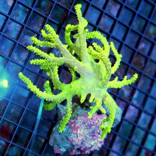 6x5 SINULARIA SPAGHETTI LEATHER CORAL - PURPLE LEMON LIME GREEN SINULARIA SPGHETTI LEATHER CORAL