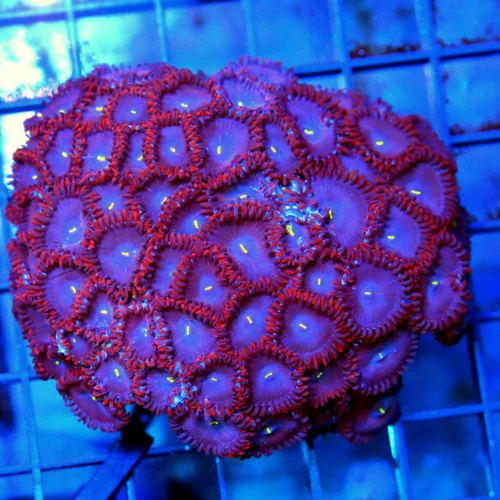 4x4 PALYTHOA CORAL - ULTRA COLORED RED PEOPLE EATER PALYTHOA CORAL