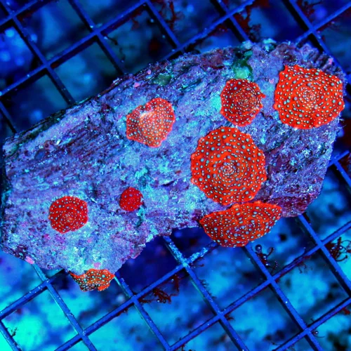 4x2 DISCOSOMA MUSHROOM CORAL - ULTRA COLORED BLUE AND RED SUPERMAN DISCOSOMA MUSHROM