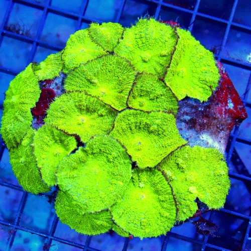 5.5x.5.5 RHODACTIS MUSHROOM CORAL - SUEPR NEON GREEN FULLY COVERED RHODACTIS MUSHROOM CORAL