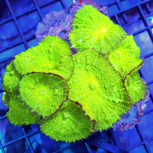 5x5 RHODACTIS MUSHROOM CORAL - SUEPR NEON GREEN FULLY COVERED RHODACTIS MUSHROOM CORAL