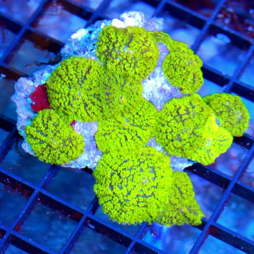 4x3.5 HAIRY RHODACTIS MUSHROOM CORAL - ULTRA COLORED GREEN HAIRY RHODACTIS MUSHROOM CORAL