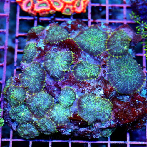 5.5x5.5 XL RHODACTIS MUSHROOM ROCK - PURPLE YELLOW ULTRA RARE FULLY COVERED RHODACTIS MUSHROOM CORAL