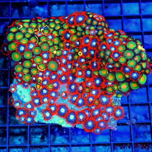 5.5x5 XXL ZOANTHID CORAL - OUT OF THIS WORLD ULTRA GRADE COMBO FIRE & ICE / GREEN BAY PACKERS