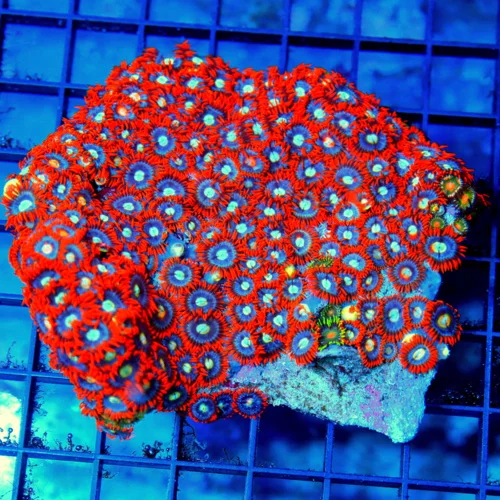 4.5x4.5 ZOANTHID CORAL - ULTRA ULTRA GRADE ULTRA COLORED FIRE & ICE ZOANTHID CORAL