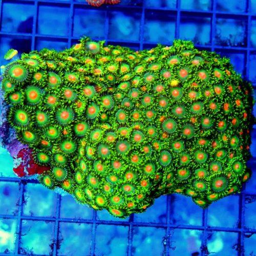 5x4 ZOANTHID CORAL - ULTRA COLORED ULTRA GRADE GREEN BAY PACKERS ZOANTHID CORAL COLONY