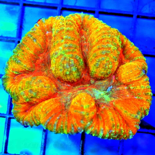 4x3 LOBOPHYLLIA CORAL - SUPER COLORED NEON ORNAGE RED EYED ULTRA GRADE LOBOPHYLLIA