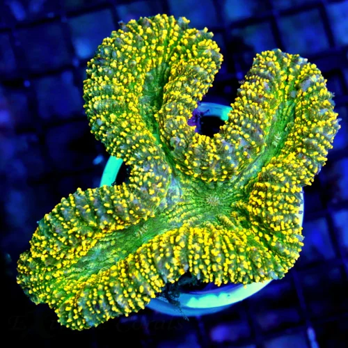 4x3 CARPET LOBOPHYLLIA CORAL - SUPER TANGERINE ULTRA ORANGE CARPET LOBOPHYLLIA CORAL