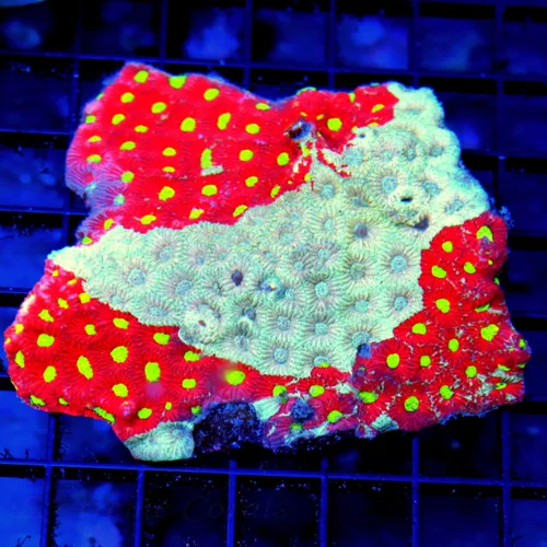 4.5x4.5 WAR CORAL FAVITES - VERY VERY RARE BI-COLORED WAR CORAL FAVITES