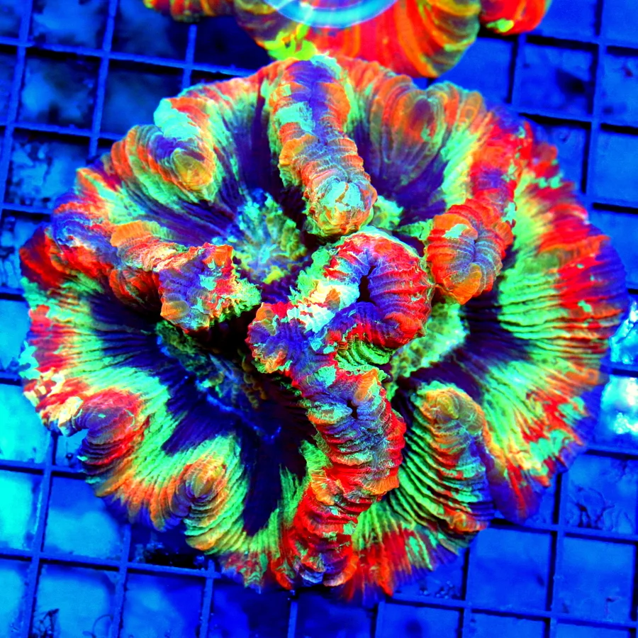 5x5 WELLSOPHYLLIA RADIATA CORAL - ULTRA COLORED SUPER RAINBOW WELLSOPHYLLIA RADIATA CORAL