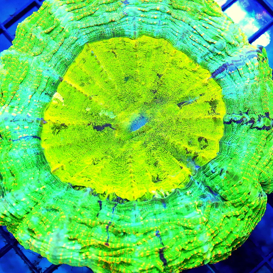 6x6 ACANTHOPHYLLIA CORAL - SUPER NEON YELLOW EYED BLUE RINGED MULTICOLORED ACANTHOPHYLLIA