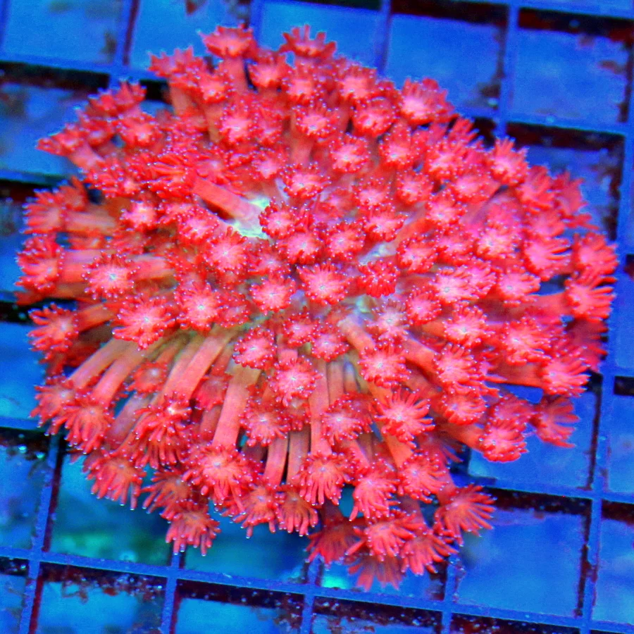 3.5x3.5 GONIOPORA CORAL - ULTRA GRADE ULTRA COLORED RED GONIOPORA CORAL -