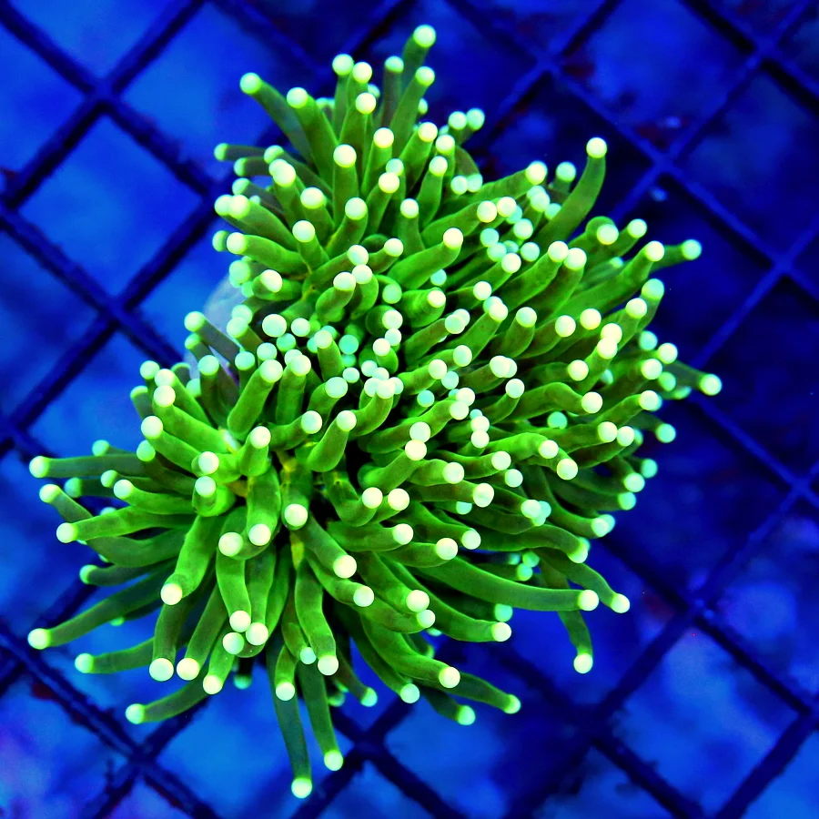 3 TORCH CORAL - ULTRA GRADE INDO LIME GREEN MIND ERASER TORCH CORAL