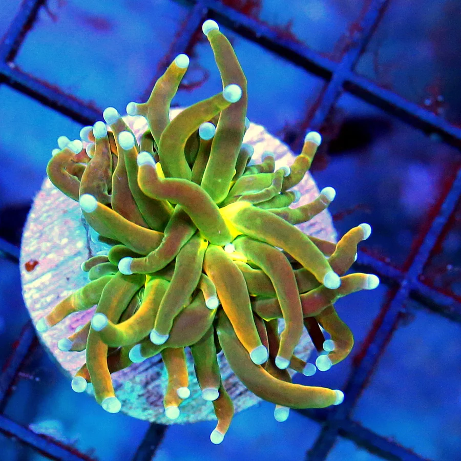 TORCH CORAL - ULTRA GRADE INDO "HOLY GUACAMOLE" TORCH CORAL