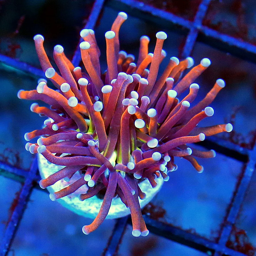 TORCH CORAL - INDO ULTRA GRADE NY KNIX TORCH CORAL