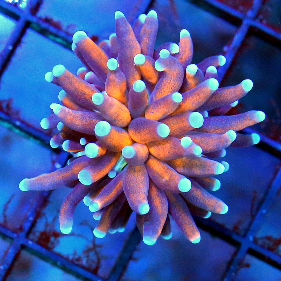 TORCH CORAL - INDO ULTRA GRADE NY KNIX MORPH TORCH CORAL