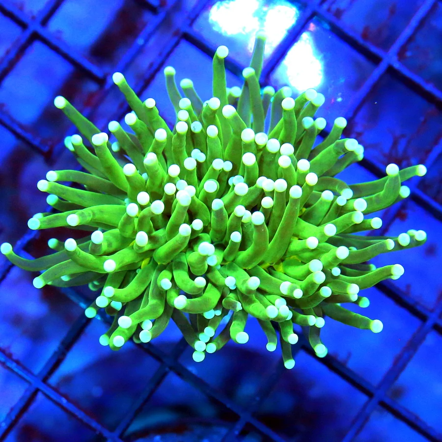 3 TORCH CORAL - ULTRA GRADE INDO LIME GREEN MIND ERASER TORCH CORAL