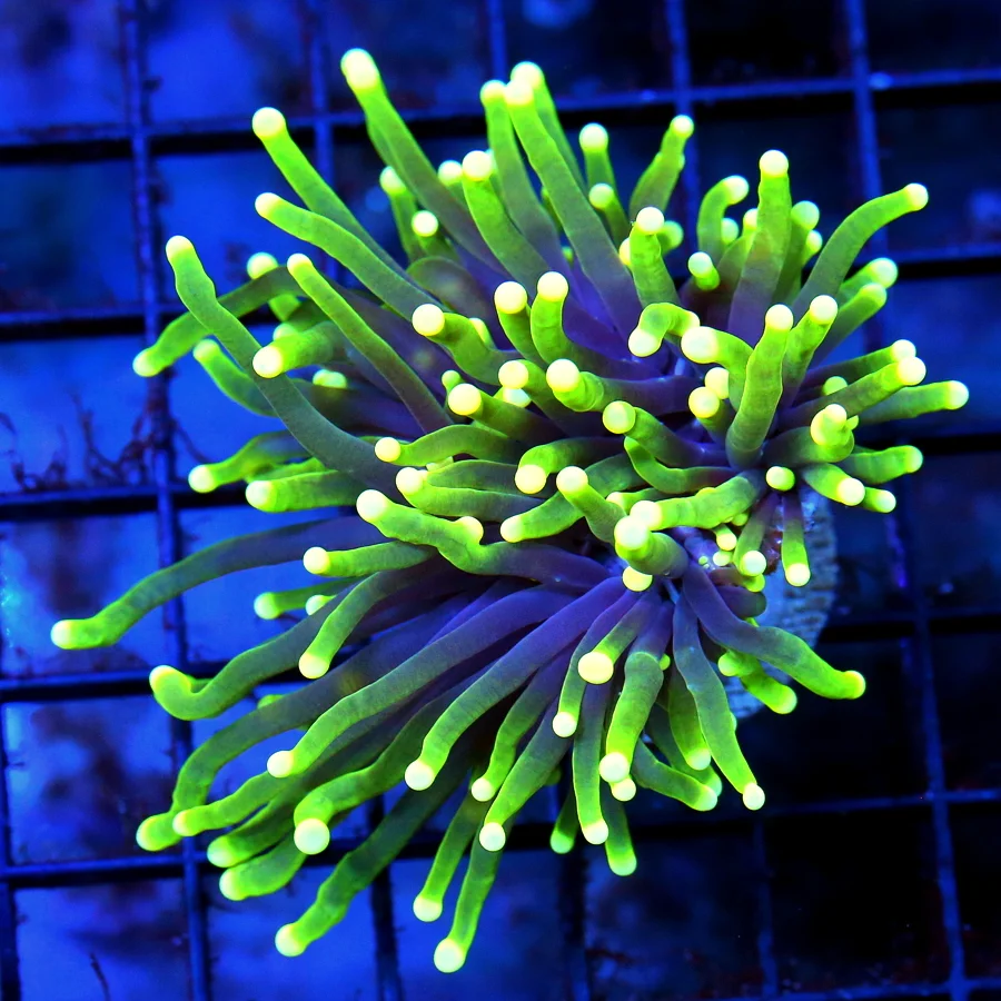 3" TORCH CORAL - ULTRA GRADE INDO "PHILADELPHIA EAGLES" TORCH CORAL