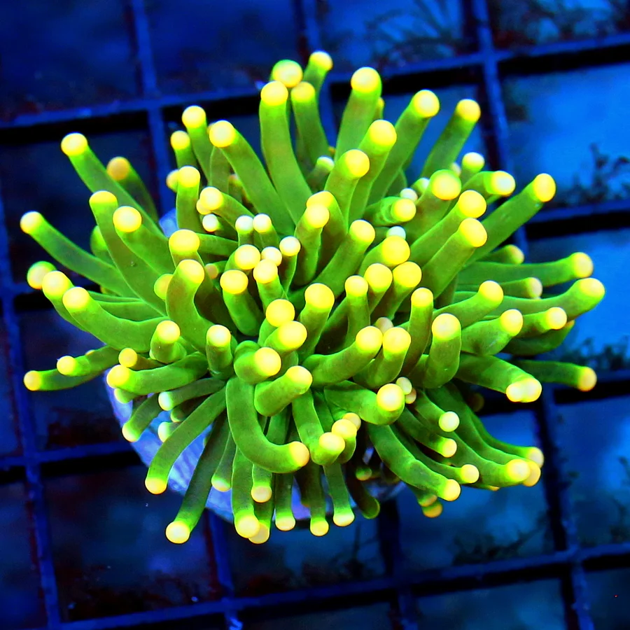 2.5" TORCH CORAL - ULTRA GRADE INDO "GREEN BAY PACKERS" TORCH CORAL