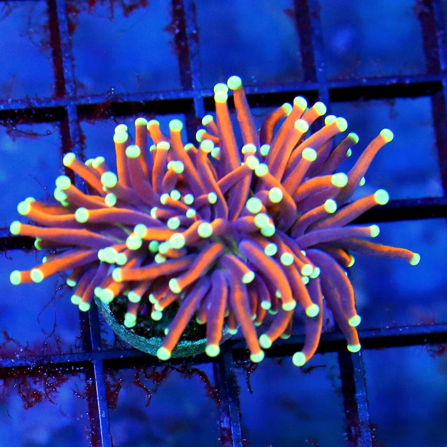 TORCH CORAL - ULTRA GRADE ULTRA COLORED INDO HELLFIRE TORCH CORAL