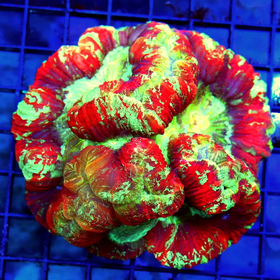 5x5 WELLSOPHYLLIA RADIATA CORAL - ULTRA COLORED SUPER RAINBOW WELLSOPHYLLIA RADIATA CORAL