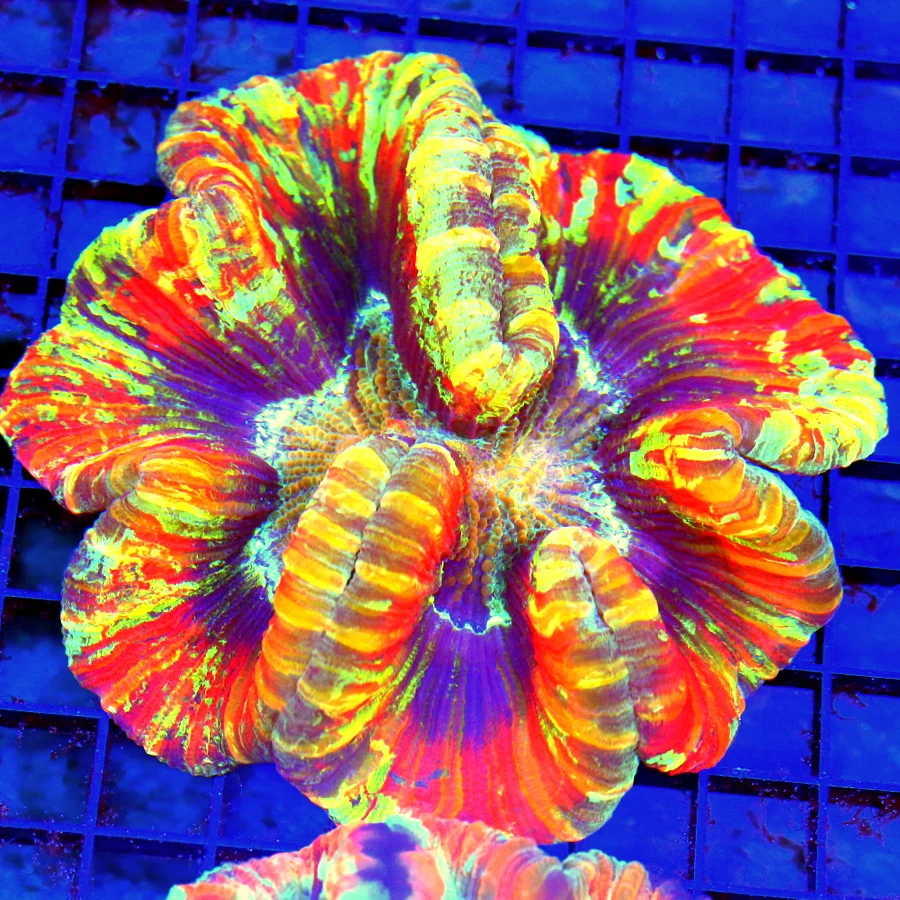 5.5x5.5 WELLSOPHYLLIA RADIATA CORAL - ULTRA COLORED SUPER RAINBOW WELLSOPHYLLIA RADIATA CORAL