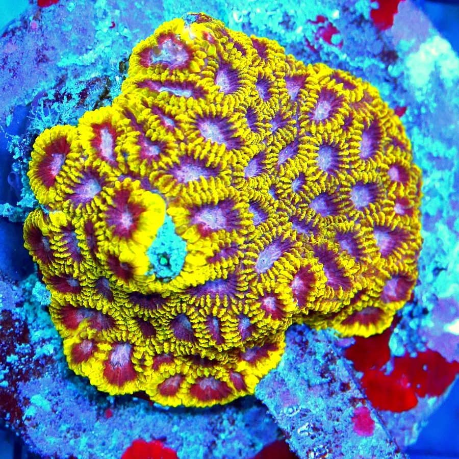 3.5x3 FAVIA CORAL - ULTRA COLORED HANDPICKED SUPER SUPER RARE FAVIA CORAL