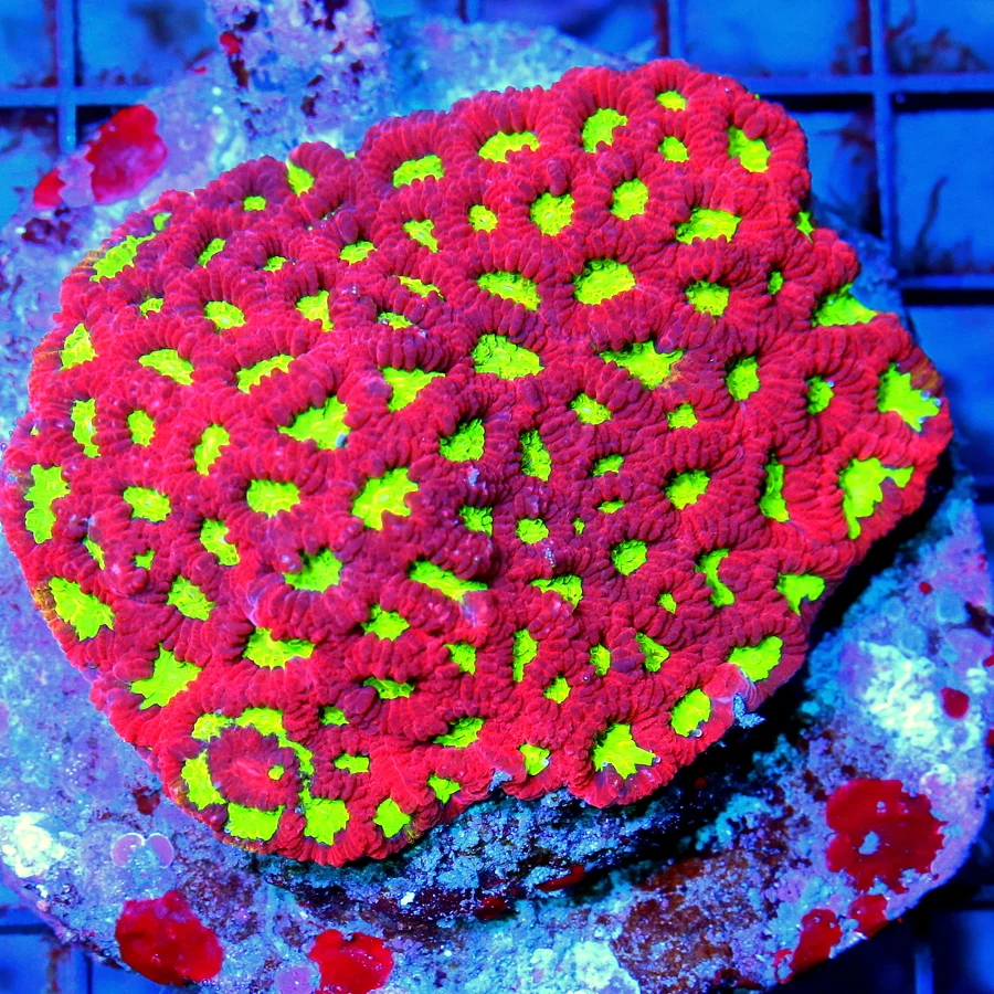 4x3 FAVIA CORAL - SUPER RED AND YELLOW HANDPICKED BY SCOTT FAVIA CORAL