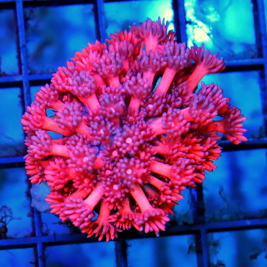 2.5 GONIOPORA CORAL - ULTRA COLORED ULTRA GRADE CHERRY BOMB RED GONIOPORA CORAL