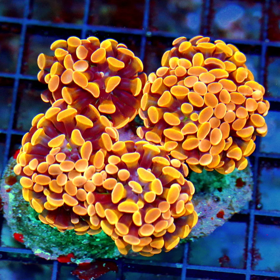 4.5x4 BRANCHING HAMMER CORAL - ULTRA COLORED SUPER ORANGE BRANCHING HAMMER CORAL