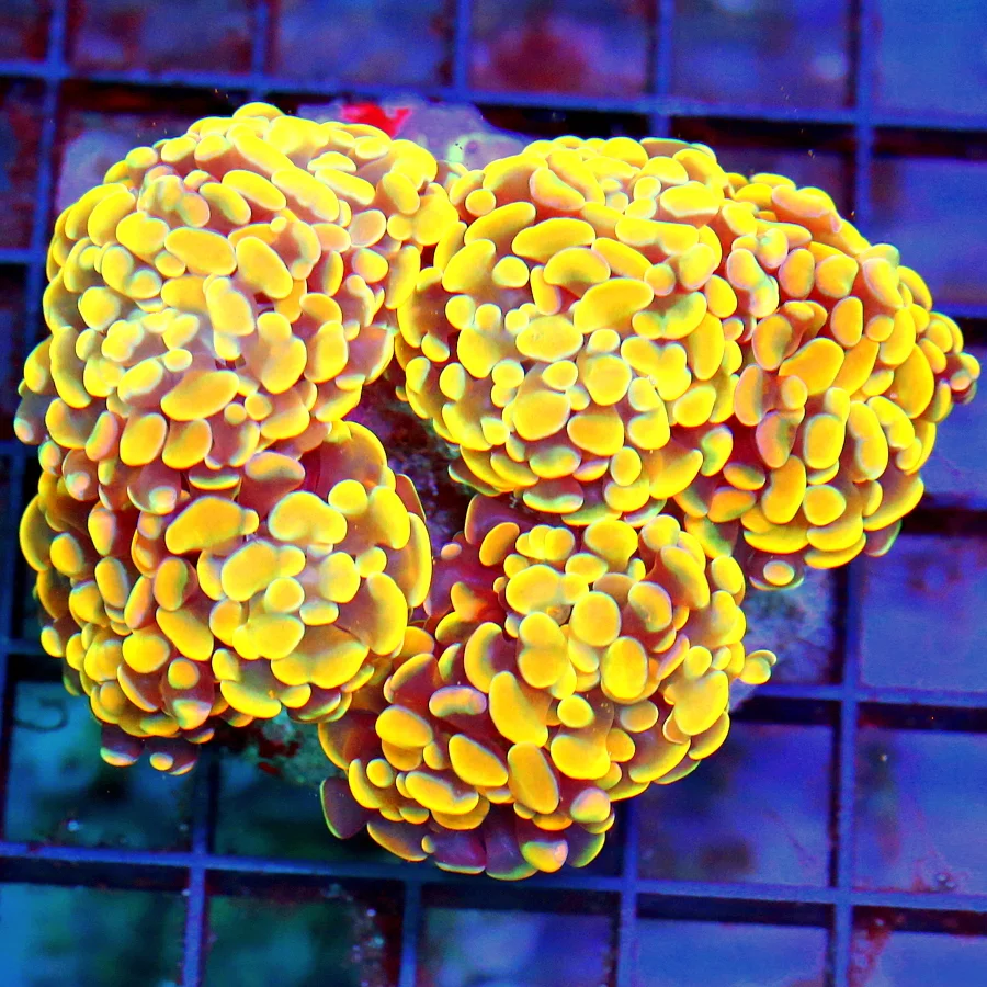 4.5x4 BRANCHING HAMMER CORAL -  SCREAMIN NEON ORANGE BRANCHING HAMMER CORAL