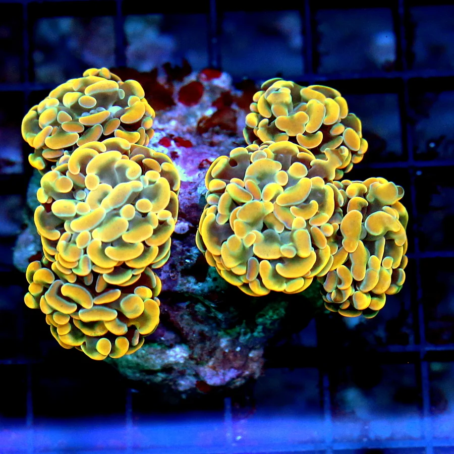 4.5x4 BRANCHING HAMMER CORAL - SCREAMING NEON ORANGE BRANCHING HAMMER CORAL