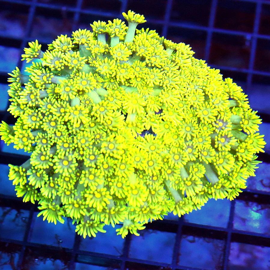 4.5x4.5 GONIOPORA CORAL - ULTRA ULTRA HIGHLIGHTER YELLOW OUT OF THIS WORLD GONIOPORA CORAL