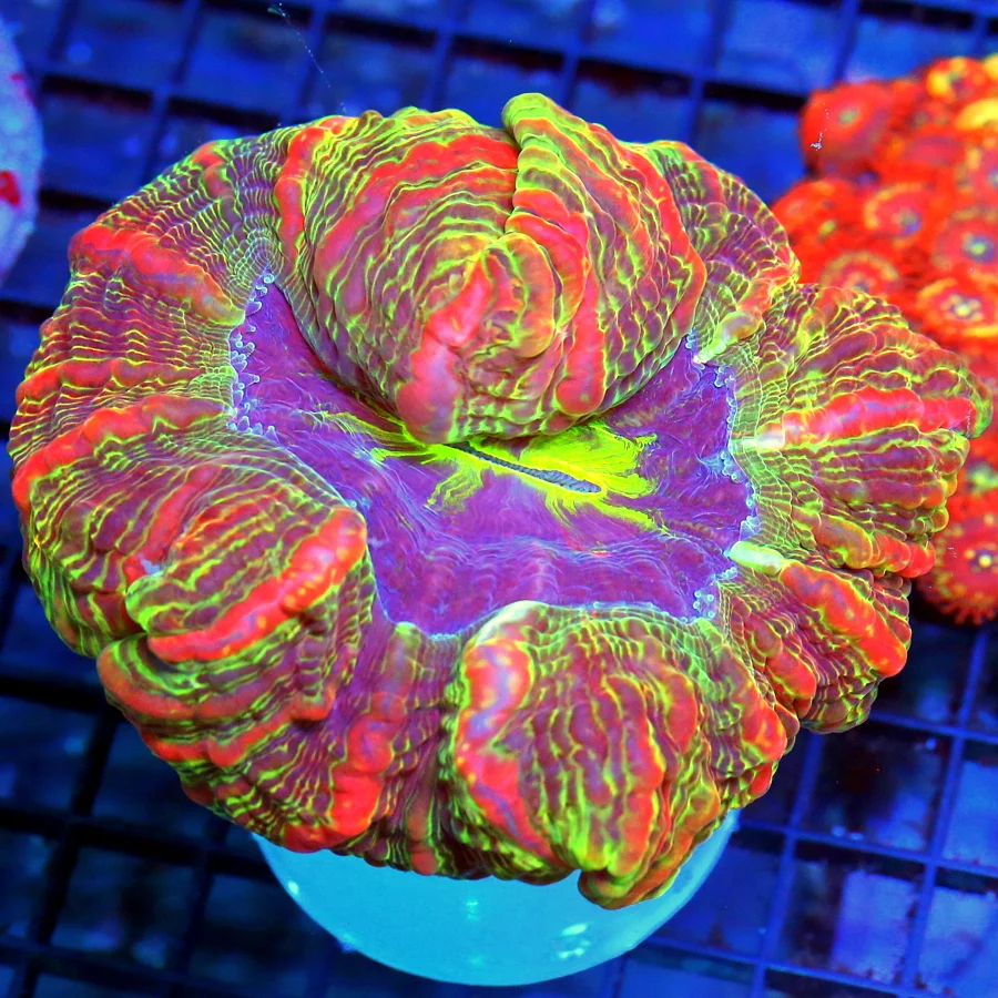 5.5x5 INDOPHYLLIA CORAL - ULTRA GRADE ULTRA COLORED MASTER INDOPHYLLIA CORAL