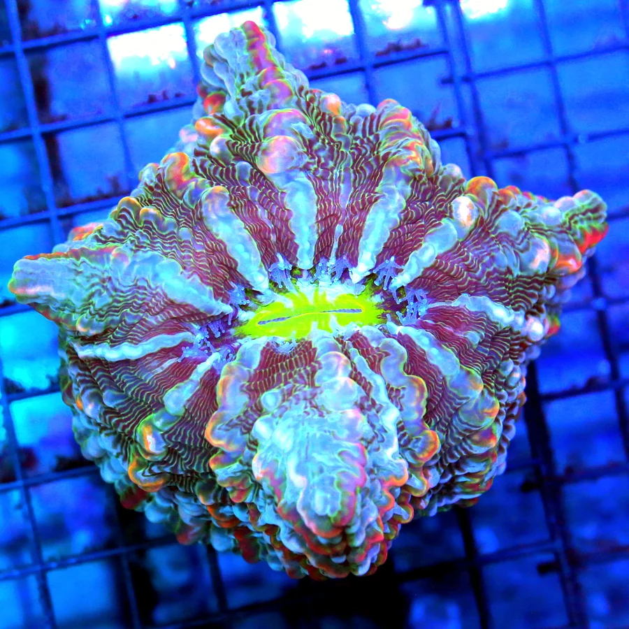 5.5x5 INDOPHYLLIA CORAL - ULTRA GRADE ULTRA COLORED MASTER INDOPHYLLIA CORAL