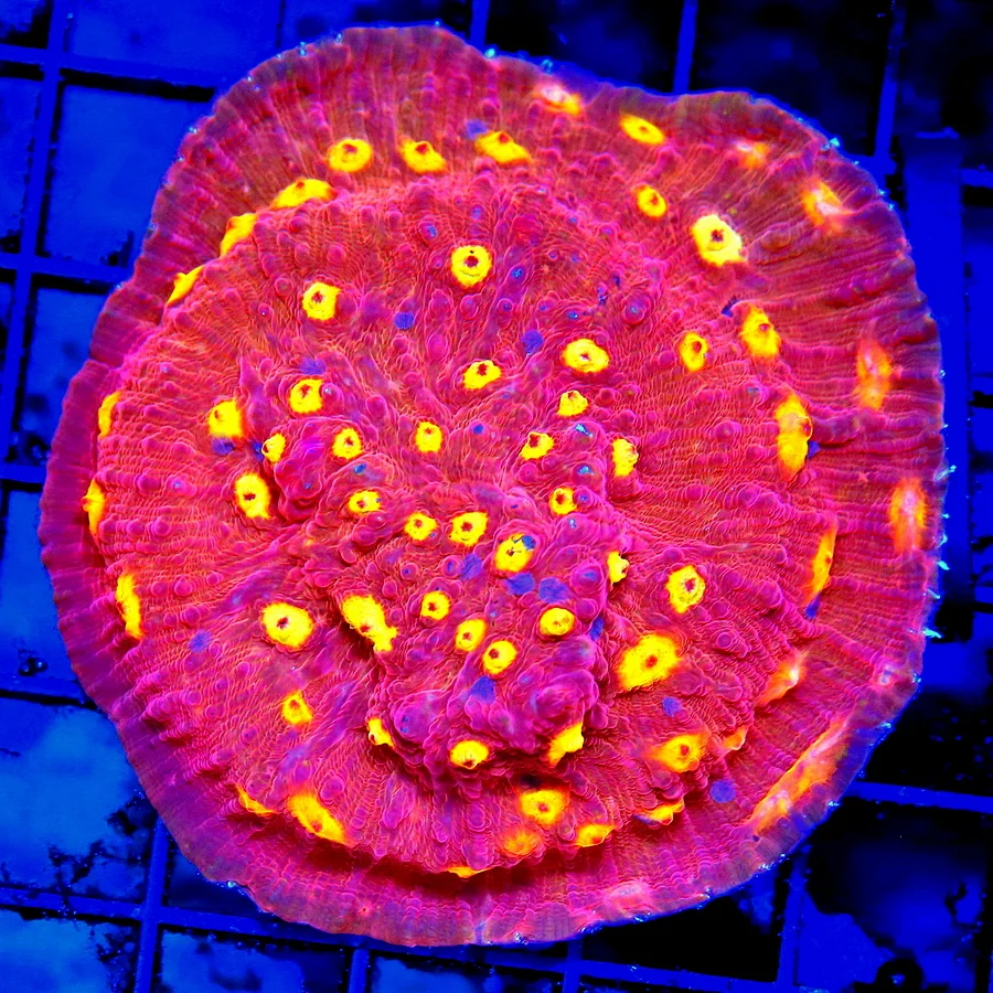 4x4 CHALICE CORAL - "PINK BOOBIES" ECHINOPHYLLIA CHALICE - THESE WERE ALL GROWN IN OUR SYSTEM - NOT 