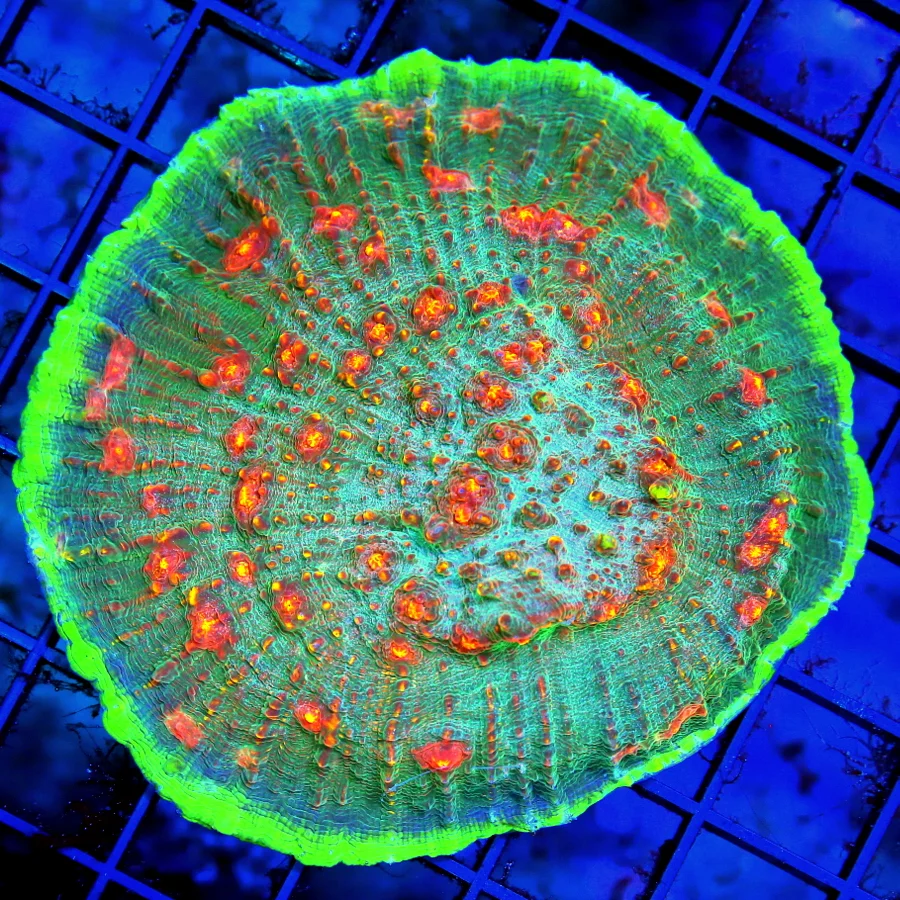 4x4 CHALICE CORAL - HELL FIRE  ECHINOPHYLLIA CHALICE - THESE WERE ALL GROWN IN OUR SYSTEM - NOT A 