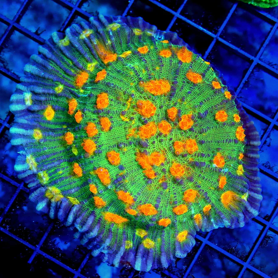 4.5x4 CHALICE CORAL - "FIRESTRIKE" ECHINOPHYLLIA CHALICE - THESE WERE ALL GROWN IN OUR SYSTEM - NOT 