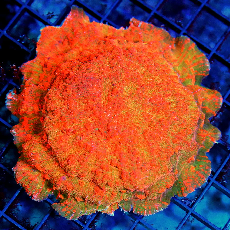 4.5x4.5 CHALICE CORAL - "ORANGE DREAM" ECHINOPHYLLIA CHALICE - THESE WERE ALL GROWN IN OUR SYSTEM - 