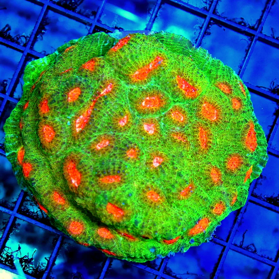 3.5x3.5 CHALICE CORAL - MUMMY EYE ECHINOPHYLLIA CHALICE - THESE WERE ALL GROWN IN OUR SYSTEM - NOT