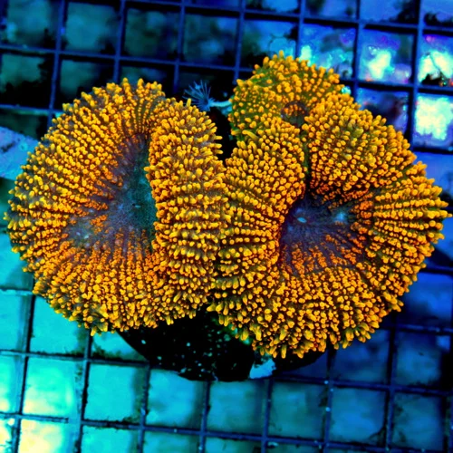 5x4.5 CARPET LOBOPHYLLIA CORAL - STUNNING PURPLE NEON YELLOW CARPET LOBOPHYLLIA CORAL