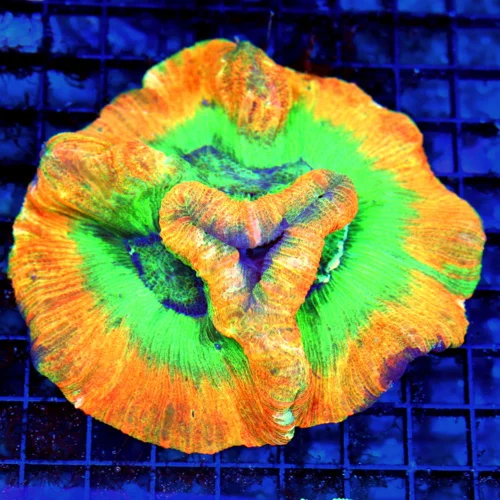 5x5 WELLSOPHYLLIA CORAL - ULTRA GRADE ULTRA COLORED RAINBOW WELLSOPHYLLIA CORAL