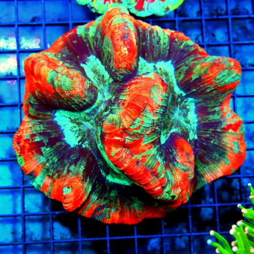 5.5x5.5 WELLSOPHYLLIA CORAL - ULTRA GRADE ULTRA COLORED RAINBOW WELLSOPHYLLIA CORAL