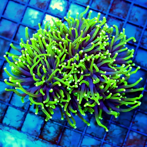 5.5x5.5 TORCH CORAL - SUPER SUPER PURPLE NEON GREEN VERY RARE BLACKLIGHT TORCH CORAL