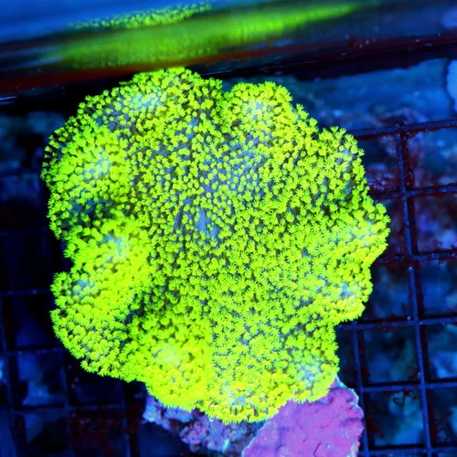 4.5x4 CROWN LEATHER CORAL - SUPER NEON GREEN PURPLE BASED CROWN LEATHER CORAL